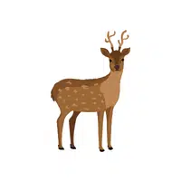 Deer | Wild Animal Name in English