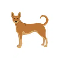 Dingo | Wild Animal Name in English