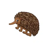 Echidna | Wild Animal Name in English