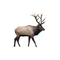 Elk | Wild Animal Name in English
