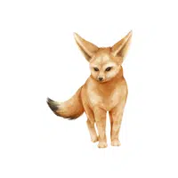 Fennec Fox | Wild Animal Name in English