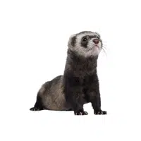 Ferret | Wild Animal Name in English