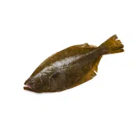Flounder | Fish name in English
