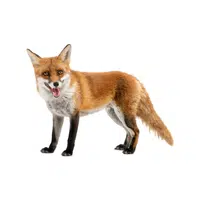 Fox | Wild Animal Name in English