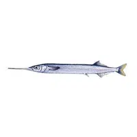 Garfish | Fish name in English
