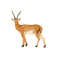 Gazelle | Wild Animal Name in English