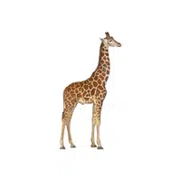 Giraffe | Wild Animal Name in English