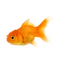 Goldfish