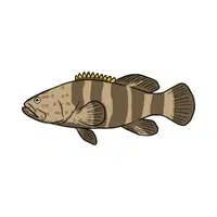 Grouper | Fish name in English