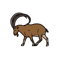 Ibex | Wild Animal Name in English