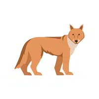 Jackal | Wild Animal Name in English
