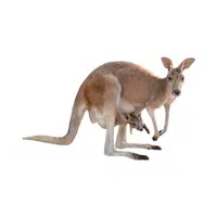 Kangaroo | Wild Animal Name in English