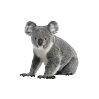 Koala | Wild Animal Name in English