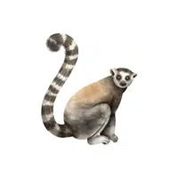 Lemur | Wild Animal Name in English