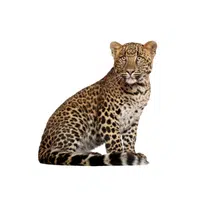 Leopard | Wild Animal Name in English