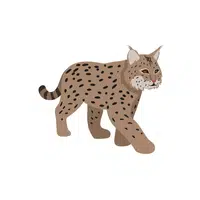 Lynx | Wild Animal Name in English