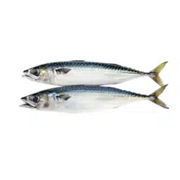 Mackerel | Fish name in English