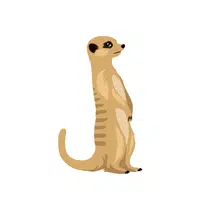 Meerkat | Wild Animal Name in English