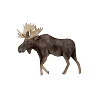 Moose | Wild Animals Names in English