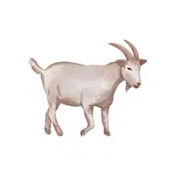 Mountain Goat | Wild Animals Names in English