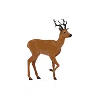 Musk Deer | Wild Animals Names in English