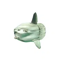 Ocean Sunfish