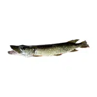 Pike | Fish name in English