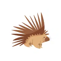 Porcupine | Wild Animal Name in English