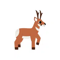 Pronghorn | Wild Animal Name in English