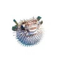 Pufferfish | Fish name in English