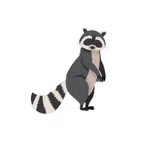 Raccoon | Wild Animal Name in English