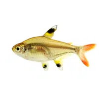 Ray | Fish name in English