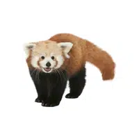 Red Panda | Wild Animal Name in English