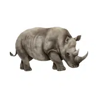 Rhinoceros | Wild Animal Name in English