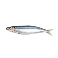 Sardine | Fish name in English