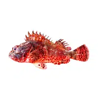 Scorpionfish | Fish name in English