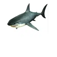 Shark | Fish names in English