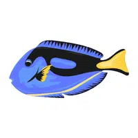 Surgeonfish
