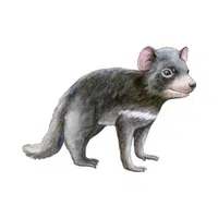 Tasmanian Devil | Wild Animals Names in English