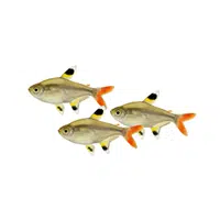 Tetra | Fish names in English