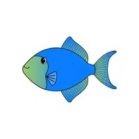 Triggerfish