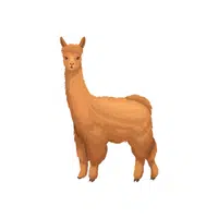 Vicuna | Wild Animals Names in English