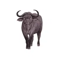 Water Buffalo | Wild Animals Names in English