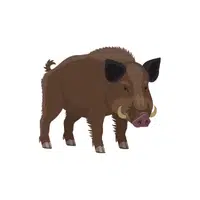 Wild Boar | Wild Animals Names in English