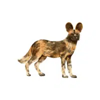 Wild Dog | Wild Animals Names in English