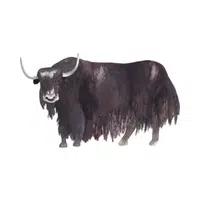 Wild Yak | Wild Animals Names in English