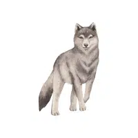 Wolf | Wild Animals Names in English