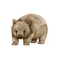 Wombat | Wild Animals Names in English