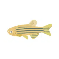 Zebra Fish