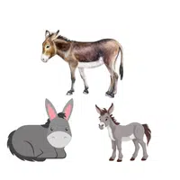 Barren of Mules | Animals groups names in English